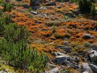 Leuchtender Berghang im Gegenlicht